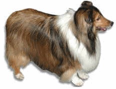 Collie hunde bilder