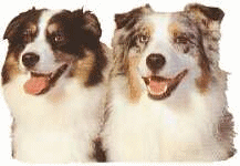 Collie hunde bilder