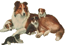 Collie hunde bilder