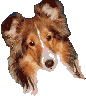 Collie hunde bilder