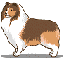 Collie hunde bilder