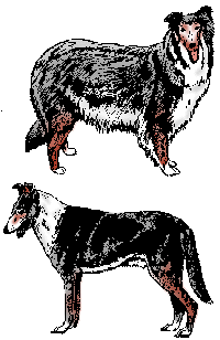 Collie hunde bilder