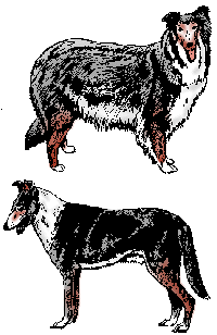 Collie