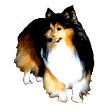 Collie hunde bilder