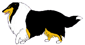 Collie hunde bilder