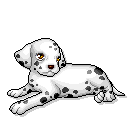 Dalmatiner hunde bilder