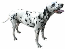Dalmatiner hunde bilder