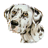 Dalmatiner hunde bilder