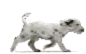 Dalmatiner hunde bilder
