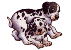 Dalmatiner hunde bilder