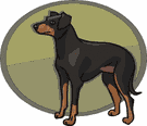 Dobermann