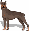 Dobermann