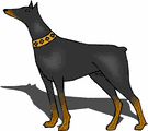 Dobermann