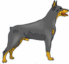 Dobermann