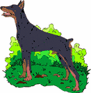 Dobermann hunde bilder