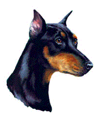 Dobermann hunde bilder