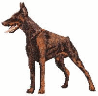 Dobermann