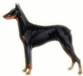 Dobermann hunde bilder