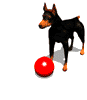 Dobermann hunde bilder