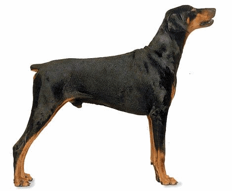 Dobermann hunde bilder