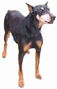 Dobermann