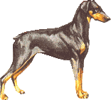 Dobermann