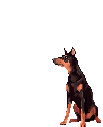Dobermann hunde bilder