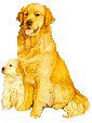 Golden retriever hunde bilder
