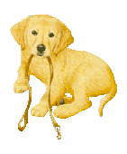 Golden retriever hunde bilder