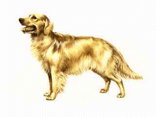 Golden retriever