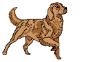 Golden retriever hunde bilder