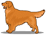 Golden retriever hunde bilder
