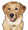 Golden retriever hunde bilder