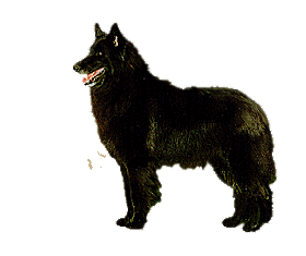 Groenendael hunde bilder