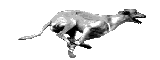 Hazewind hunde hunde bilder