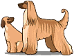 Hazewind hunde hunde bilder