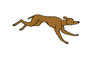 Hazewind hunde hunde bilder