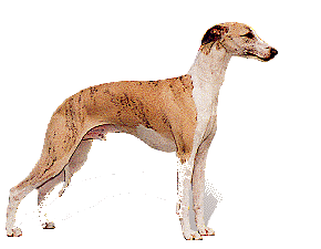 Hazewind hunde hunde bilder