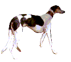 Hazewind hunde hunde bilder