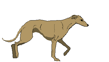 Hazewind hunde hunde bilder