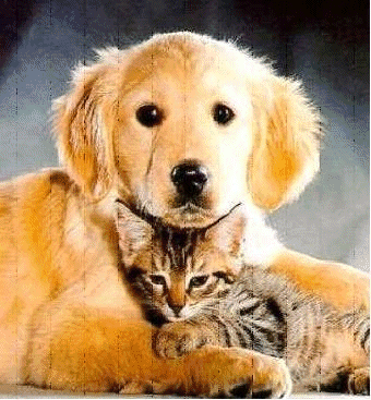 Hund und katze hunde bilder