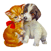 Hund und katze hunde bilder