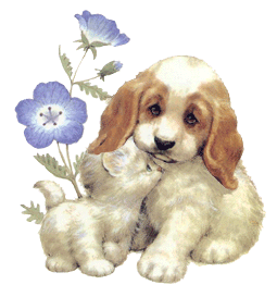 Hund und katze hunde bilder