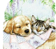 Hund und katze hunde bilder