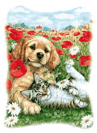 Hund und katze hunde bilder