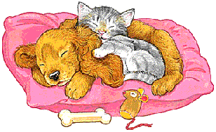 Hund und katze hunde bilder