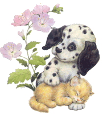 Hund und katze hunde bilder