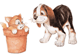 Hund und katze hunde bilder