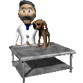 Hunde artz hunde bilder