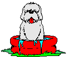 Hunde bade hunde bilder